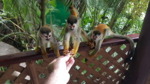 Tischpartner beim Frühstück in der Jungle Villa